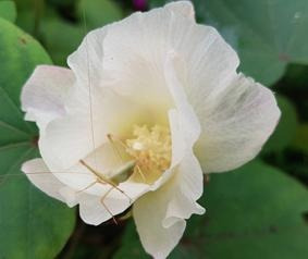 풀 한 포기 나무 한 그루 티스토리 대표 이미지