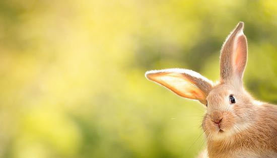 TRIP RABBIT