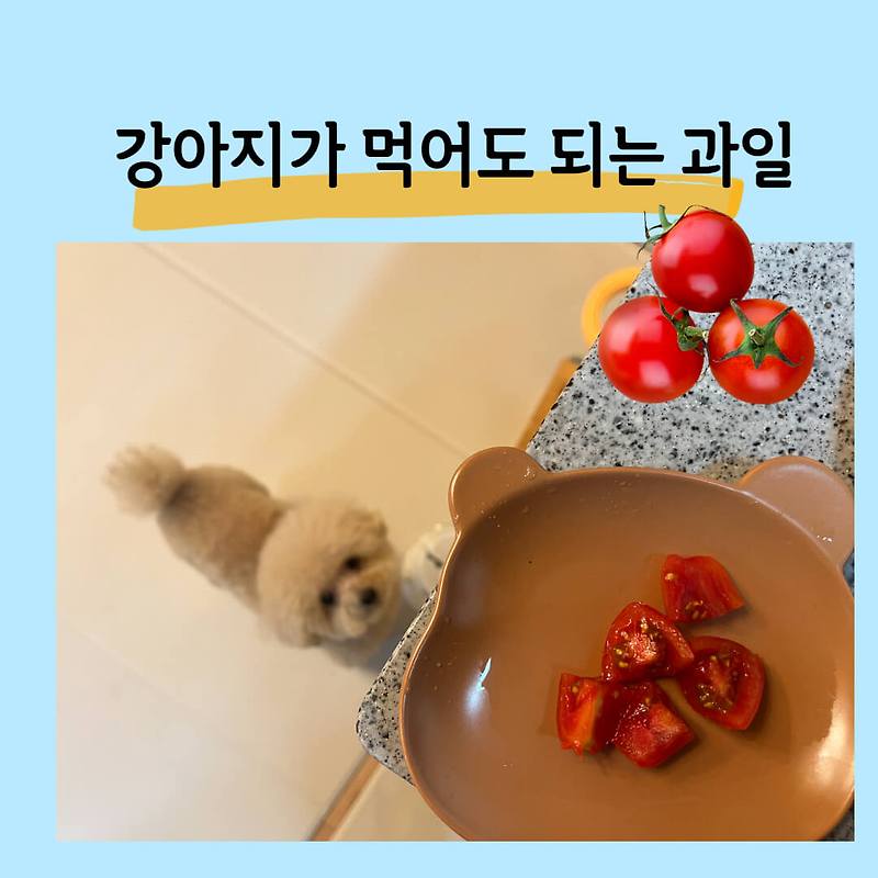 강아지가 먹어도 되는 과일 강아지에게 좋은과일 방울토마토