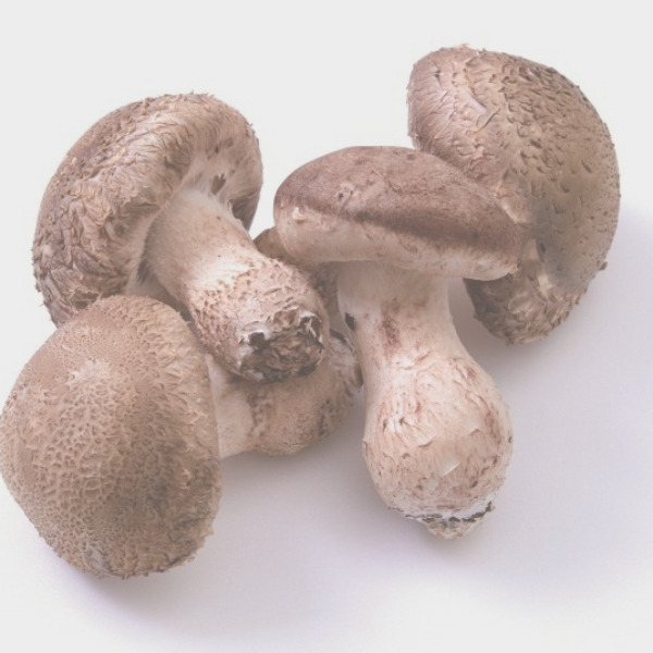 송고버섯 효능 영양 고르는법 손질법 보관방법