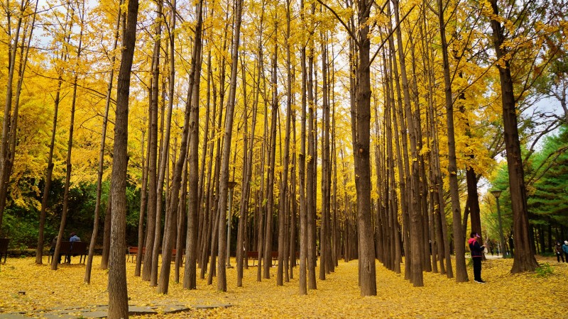 서울 구경 가을 단풍 명소 여행지 추천 서울숲 나들이 은행나무숲