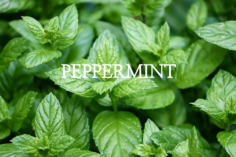 Peppermint 페퍼민트 오일의 효능 및 사용법 / 통증완화