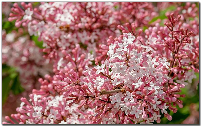라일락 꽃말(보라색, 흰색, 분홍색) 미스김 라일락, 리라꽃