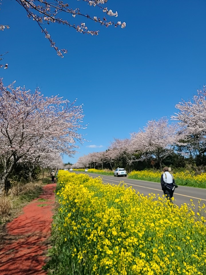 제주도 벚꽃 명소 녹산로유채꽃도로 - 혁빠기의 책파기