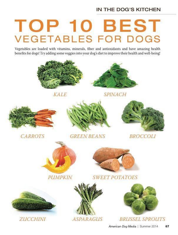 강아지가 먹어도 되는 채소는 어떤게 있을까요? 강아지가 먹어도 되는 채소 5가지