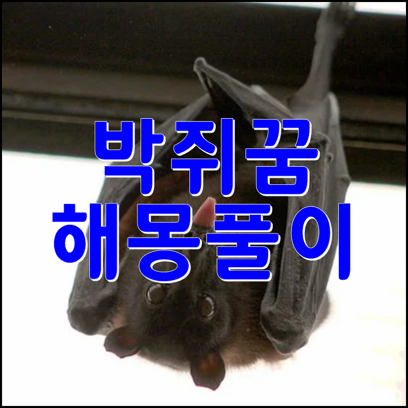 아이리스꿈해몽 :: 박쥐꿈 상황별 해몽 풀이 정리보기 길몽일까?