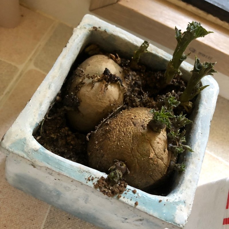 집에서 방치된 싹난 감자 심기 자취생의 하루 일상