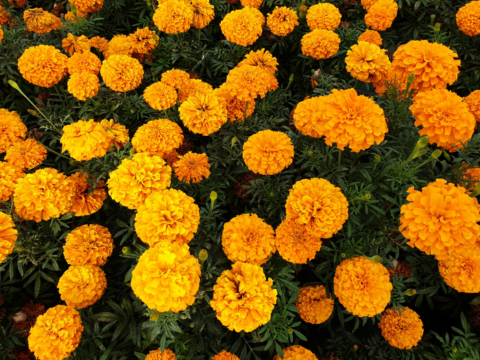 오렌지를 닮은 꽃 천수국, 아프리칸메리골드 꽃말