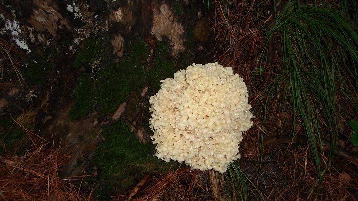 식용버섯 종류 사진과 이름,자연산(야생) 식용버섯종류