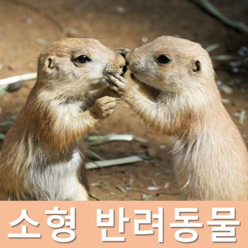 키우기 쉬운 소형 반려동물 순위 TOP 20│작고 귀여운 애완동물