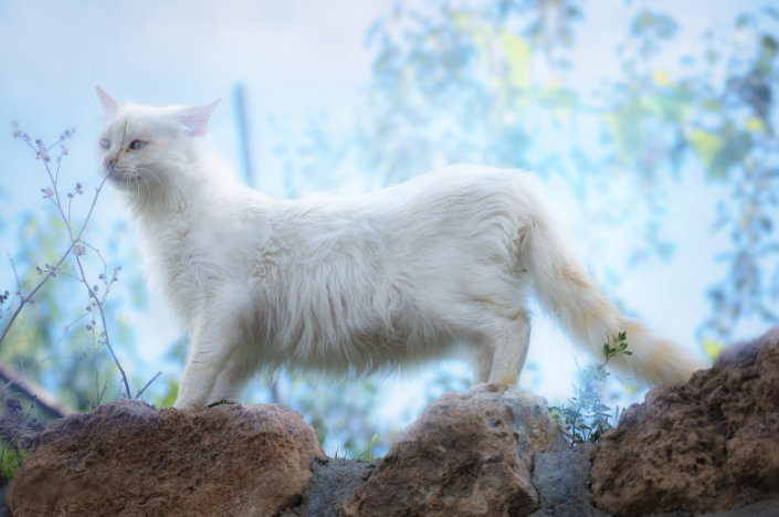 흰고양이 꿈 해몽 (상태, 행동, 종류에 따른 의미)