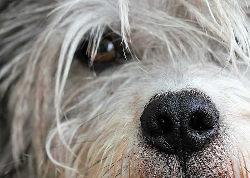 강아지 백내장 초기 증상, 시력 상실을 예방하세요