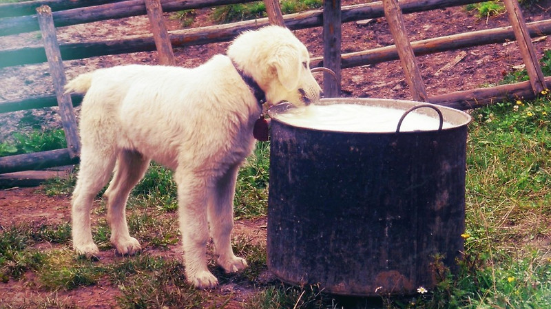 강아지가 우유를 먹어도 되나요? 안 되는 이유!