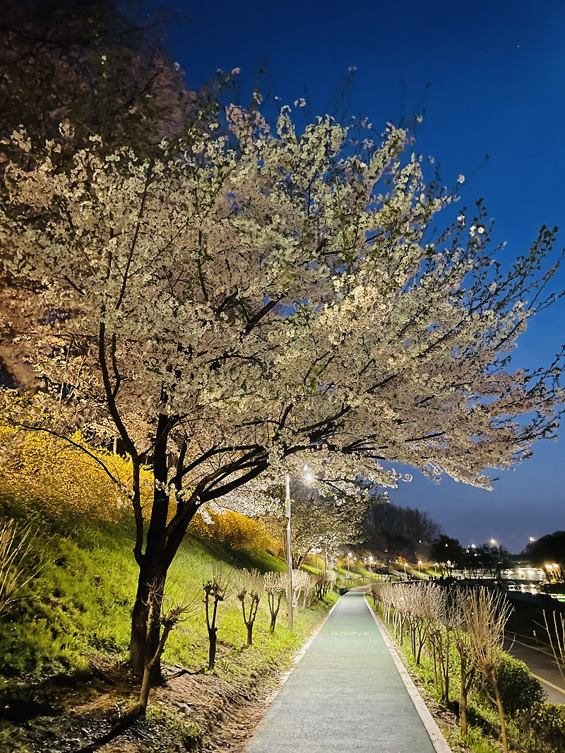 벚꽃 서울근교사람 없는 곳 - 주말 한가한 시간, 주차장, 근처 카페 추천