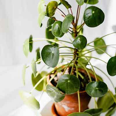 식물 잎이 노랗게 변하는 이유 7가지 시든 화분 살리는 법
