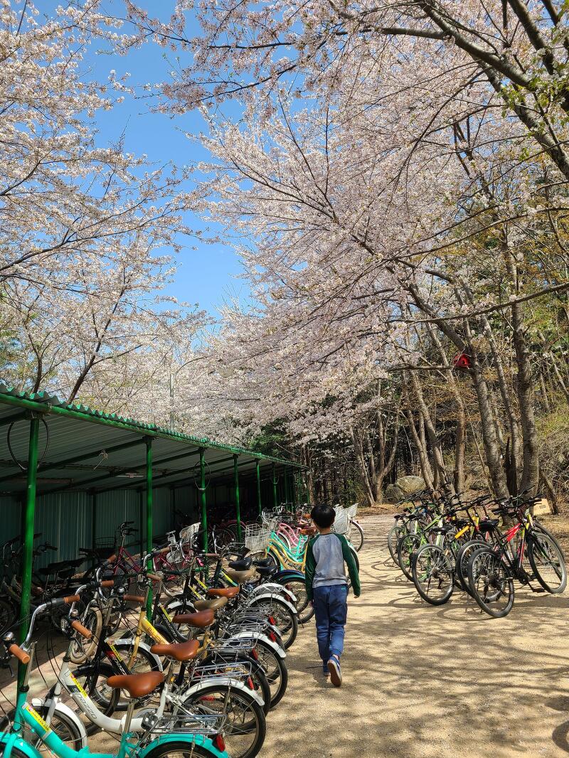강원도 속초 가족여행 / 아이와 함께 영랑호 벚꽃길에서 자전거타기 + 대여소, 주차장 정보