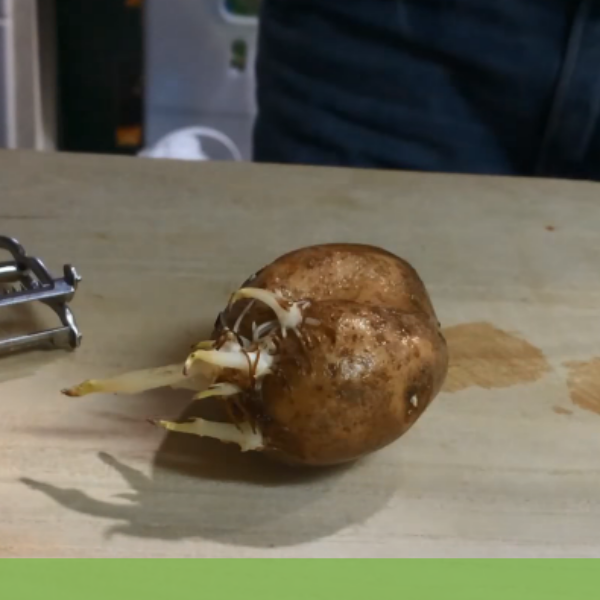 집에서 싹난 감자 키우기 준비 방법 - 빠르게확인하세요