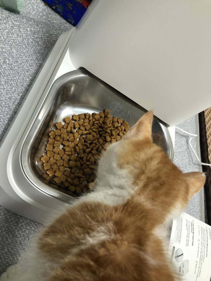 고양이 자동급식기 바램펫 스마트 급식기 밀리 리뷰