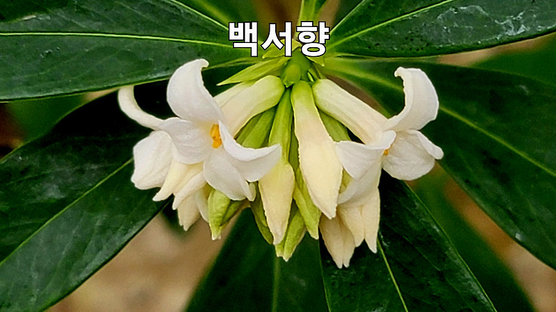 대구수목원 // 난대식물원 온실에 제주도기념물 제18호 한국 원산지 향료로 이용되고 치통에 효능이 있으며 향기가 좋은 희귀종 백서향,꽃,효능.