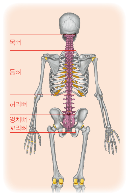 우리 몸 해부 구조 - 척추뼈 (척추)의 구조와 특징
