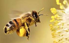꿀벌화분 먹는 방법과 효능 그리고 주의점(BEE POLLEN)비폴렌