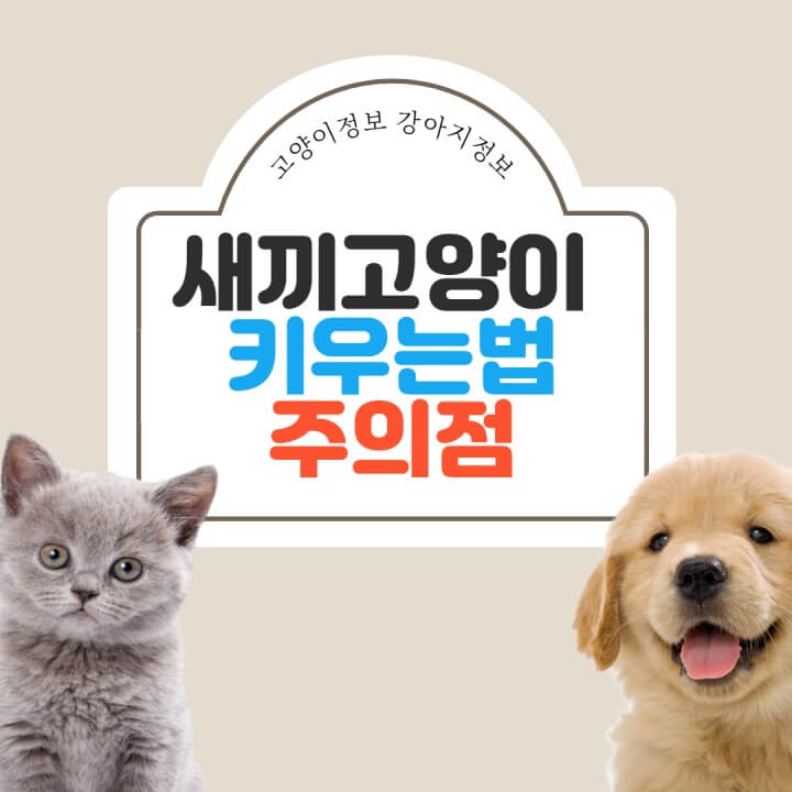 새끼 고양이 키우는 법 7가지 – 처음 키울 때 주의점