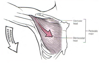 어깨 shoulder (8) - 근육의 움직임 - 2
