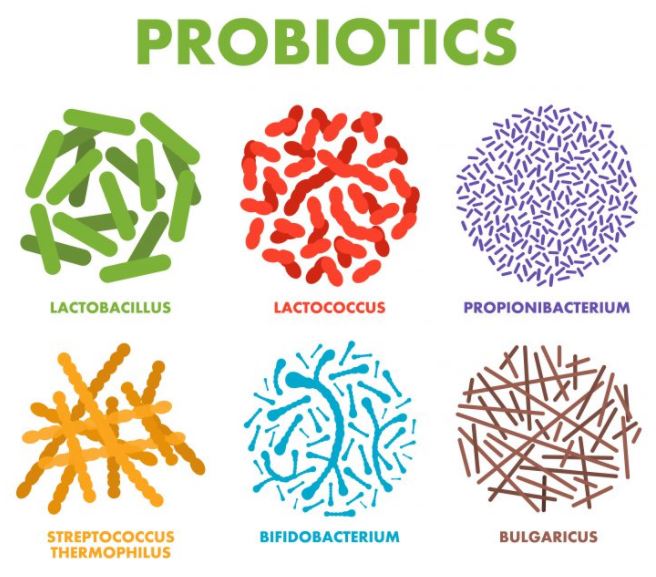 프로바이오틱스 유산균 균주의 종류와 효능