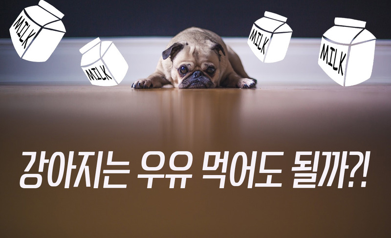 강아지 사람우유 먹어도 되나요?! (feat.락토프리우유)