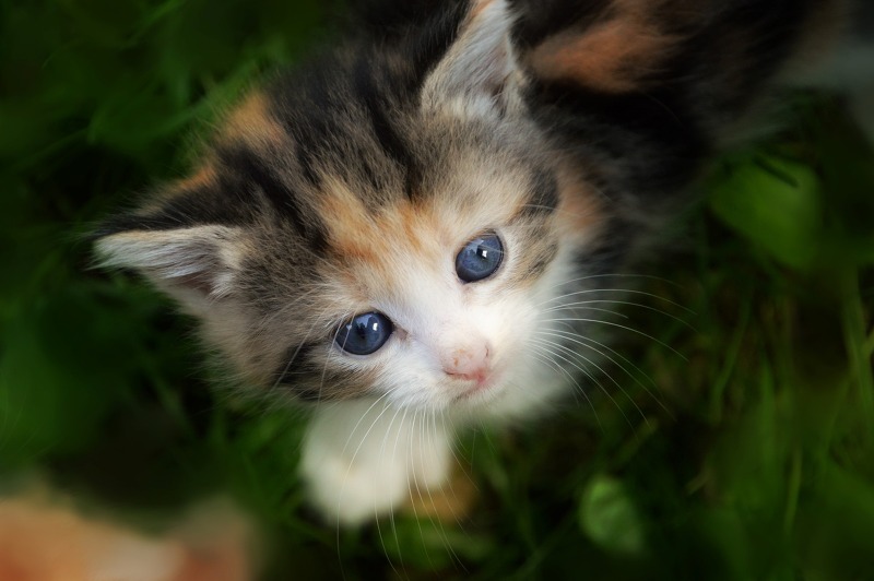 귀여운 고양이 사진 모음