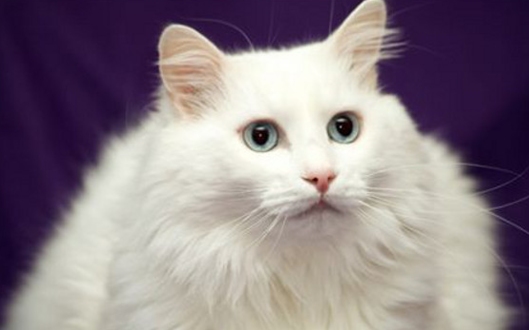 터키쉬(시) 앙고라 고양이 특징, 성격, 유전병에 대해 알아보기