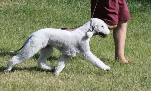 베들링턴 테리어(Bedlington Terrier) 품종  소개 및 훈련방법