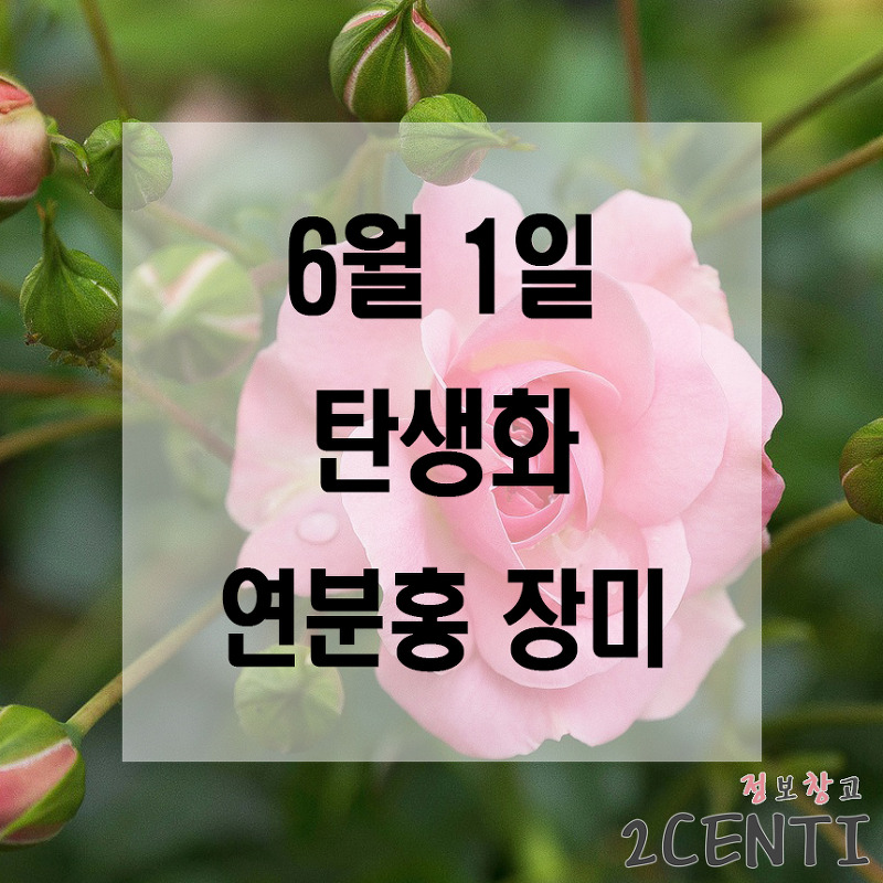 6월 1일 탄생화 연분홍장미 (Madine Blush Rose) 꽃말, 의미, 전설