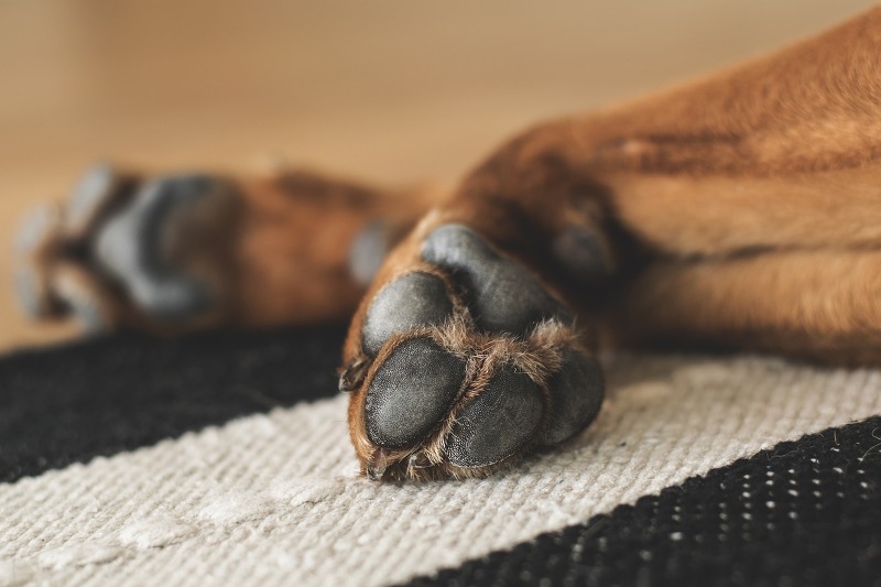 강아지 발바닥 습진 증상 및 치료, 효과 좋은 약은?