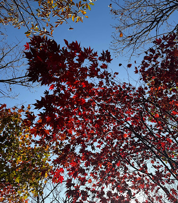 화담숲 단풍놀이! 11월 끝물 방문기