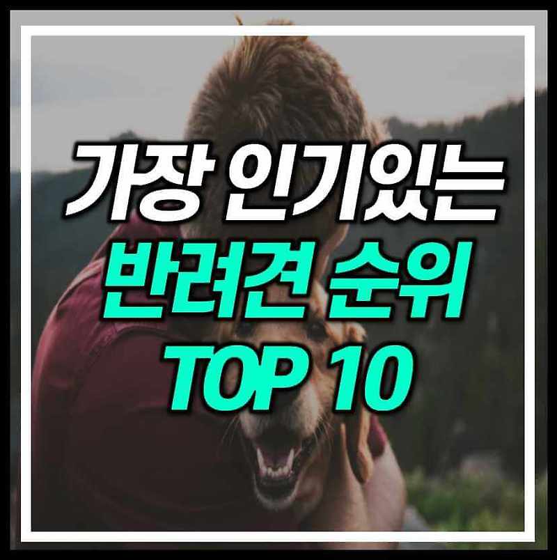 한국인이 좋아하는 강아지 종류 TOP 10