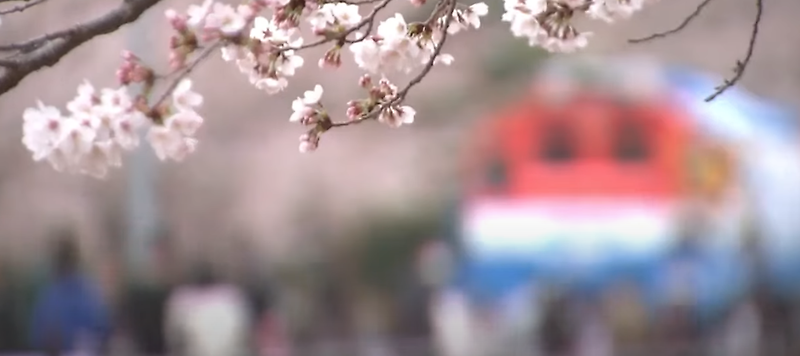 서울 봄꽃 (여의도 벛꽃축제) 즐기기 좋은곳 3곳 추천