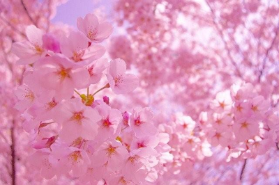 4월의 시 모음 - 아름다운 봄날 :: 오늘의 좋은글