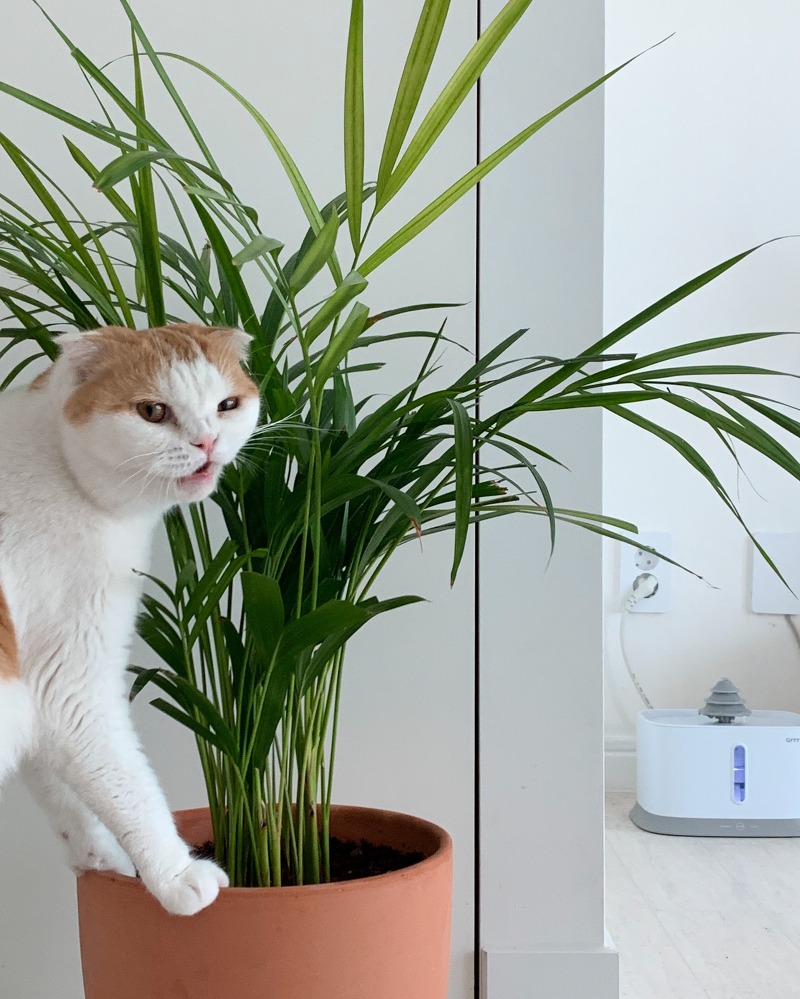 고양이에게 안전한 식물은?
