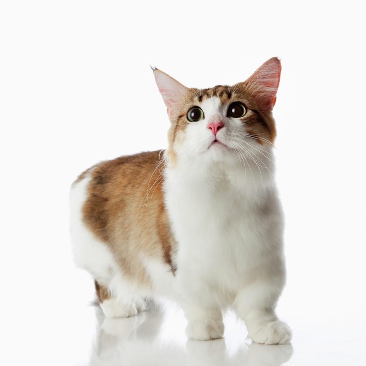 먼치킨 고양이 분양·입양 정보(가격, 성격, 종류, 크기)