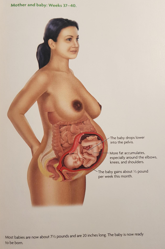 [임신부Q&A]주수별 태아 발달 과정은? :: Evan Mama