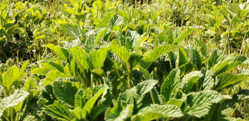 기침. 담. 천식에 대한 곰보 양배추의 효능 기침. 담. 천식에 대한 곰보 양배추의 효능
