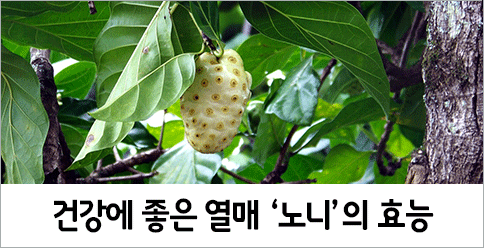 세계에서 가장 맛없는 열매 ‘노니’의 효능
