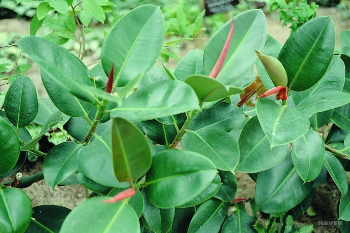 공기정화식물 고무나무 키우는법 가지치기 잎닦는법