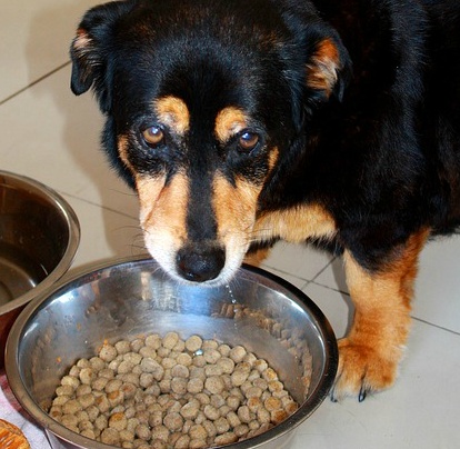 DalHyang :: 반려견 이상증상 개가 밥을 안먹을때(강아지가 밥을 안먹을 때)