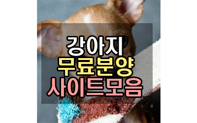 강아지 무료분양 사이트 추천&모음 (최신업데이트)