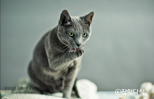잡학다식 :: 러시안블루 고양이 - 분양, 사료, 종류, 가격 확인하기
