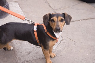 강아지 하네스 추천 산책줄 가슴줄 종류별 특징
