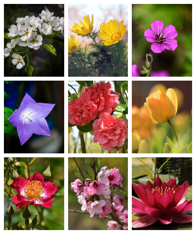 4월 탄생화&꽃말의 의미와 종류에 대해 알아보자