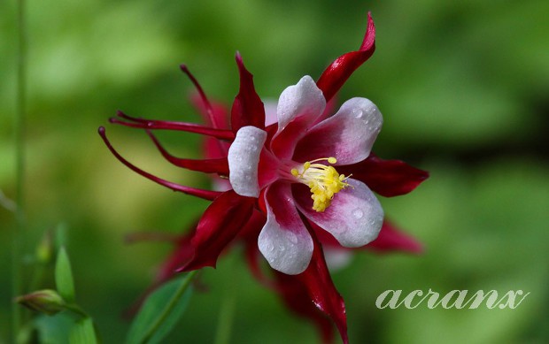 오늘의 탄생화 6월2일 빨강 매발톱꽃 (Red Columbine)입니다